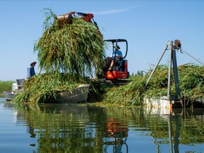 An image of the phragmites control project near Oliphant that was contained in a powerpoint presentation to South Bruce Peninsula council.