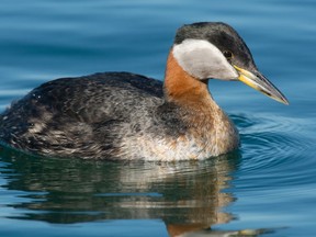 Red-necked Grebe swimming in the still, open water. Paul Reeves Photography Getty Images