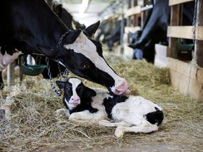 A dairy cow cleans her newly born calf on a dairy farm in Saint-Valerien-de-Milton, southeast of Montreal, Quebec, in this file photo. (REUTERS/Christinne Muschi/File Photo)