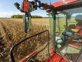 Joel Robson harvests corn on the Bear Creek Sideroad near Ilderton on Oct. 18. Robson says the recent rains mean they have to be careful which fields get harvested first, but that this years crop "may be the best we've ever had," with yields nearing 250 bushels per acre, after a summer with lots of heat and moisture when it was needed for the crops.
(Mike Hensen/Postmedia Network)