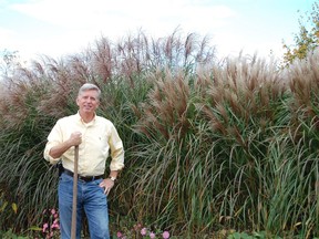Mark Cullen planted 50 plants of Maiden grass Rotsilber that grow about 180 cm high and attract songbirds as they go to seed late in fall. A mass planting looks fantastic as it blows in the breeze. Supplied