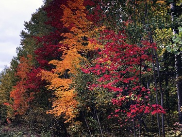 A group of maple trees show a wide range of fall colours in the Estaire area last week.