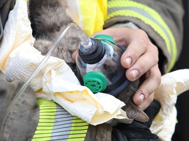 Firefighter Trevor Almenar gives a cat oxygen at a fire at a three-unit apartment on Frood Road and Bloor Street in Sudbury, Ont. on Monday October 4, 2021. John Lappa/Sudbury Star/Postmedia Network