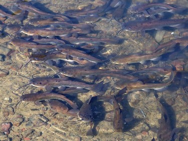 Catfish gather near the edge of a pond at the Delki Dozzi track in Sudbury on Tuesday.