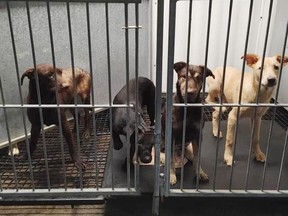 Several of the 40 dogs found in deplorable conditions at a Brant County property recuperate in a rescue facility.