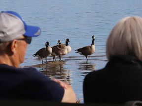 A couple look on as geese gather together near a shoreline at Ramsey Lake on Friday. John Lappa/Sudbury Star