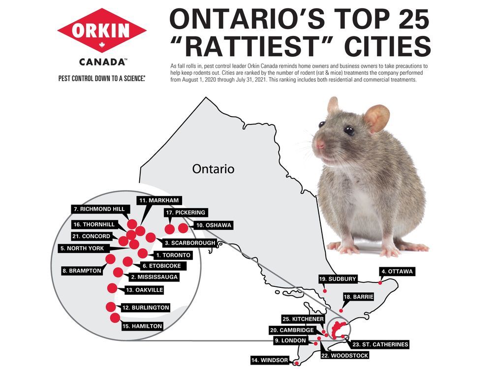 Ontario's rodents more numerous, bolder Sudbury Star