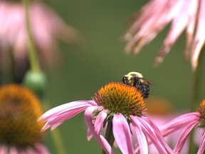 Lambton Heritage Museum hosted a virtual presentation on Sept. 30 regarding the past and present of local pollinators. Handout/Sarnia This Week