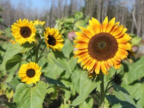 It's a bit late in the season but there are still some sunflowers in bloom in the Timmins area including these rows seen growing in a garden in the Ice Chest Lake area over the weekend.

RON GRECH/The Daily Press