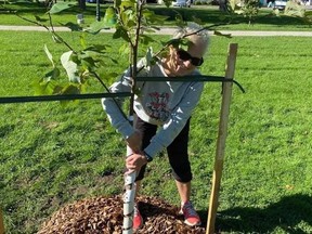 Cathy Salvatore planted a tulip tree at Powell Park in Port Dover during the Global Day of Climate Action on Sept. 24. These trees can live to 500 years or more and provide support to the surrounding environment. Monte Sonnenberg/Postmedia Network