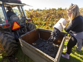 Lena Quai dumps pails of Concord grapes into a small wagon hauled by Marnie Cromblehome, the assistant winemaker at Quai du Vin Estate Winery near Port Stanley.