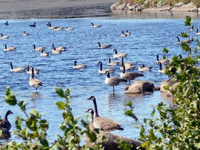 This photo taken on September 20 shows a gathering of geese in Rideout Bay as they prepare to migrate. Family ties are forgotten and the flock mentality reigns. Or, this could be a flock from further north that is spending the day feeding and resting for a continuation of their migration later in the day.