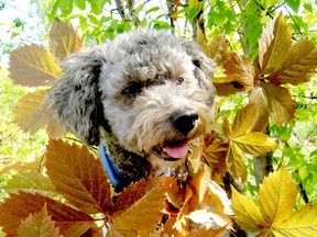 Kat the Nature Dog loves Fall.