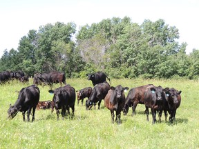 Cows grazing in a pasture in the summer. (supplied photo)