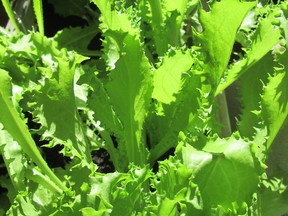 Crispy and lacy Endive leaf ribs are eaten like other greens, sautéed, chopped into soups and stews, or as part of a green salad topped with a quickly prepared homemade dressing. (Ted Meseyton)