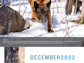 Duke, a Malinois Cross from North Bay, tracks through the snow in the OPP Canine Unit calendar.
Supplied Photo