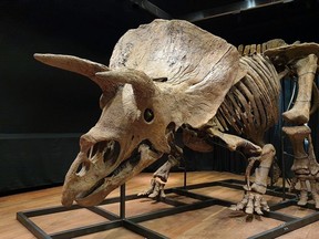 The skeleton of Big John the Triceratops. Don’t expect to see this magnificent beast again any time soon.