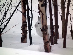 The varying hare breathes a sigh of relief once the permanent snow arrives.