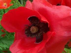 Take two minutes would you mind, it’s a pittance of time. Remembrance Day honours each and every individual who fought for our freedom. (supplied photo)