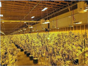About 3,700 cannabis plants were seized following a raid at an Exeter Road industrial building in North Bay Wednesday.
Submitted Photo