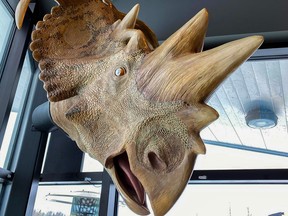 The head of Pachyrhinosaurus watches over diners at the Philip J. Currie Dinosaur Museum. Did this dinosaur really have such big, elaborate spikes on its face? Scientists now think not.