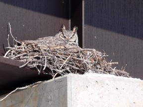 This nesting great horned owl readily consumes a skunk dinner. This nest was located on a Kenora bypass bridge.