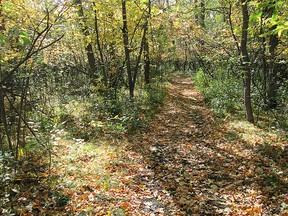 A glimpse of autumn just prior to snowfall. Gold and yellow leaves dropped from a canopy of trees line this pathway through a Portage la Prairie urban forest on Island Park. (Ted Meseyton)