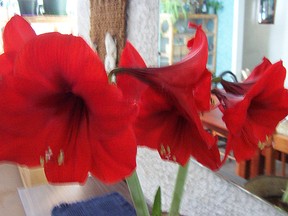 Colourful amaryllis is known as the easiest bulb in the world to plant and then flower; even for thumbs that are not so green. Sometimes a single bulb has multiple stems. Easy to follow directions come with each amaryllis bulb available for purchase at local florists’ and garden centres. (Ted Meseyton)