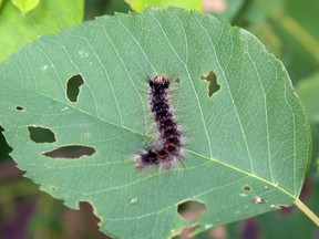 Hastings County politicians are asking Ontario to do more to address concerns about gypsy moths and their larvae, above, given last summer's defoliation of area trees by the larvae.