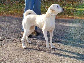 One of 27 dogs recently taken in from overwhelmed shelters in the U.S. stretches its legs after the journey to Ontario. The Sudbury SPCA is accommodating three of the U.S. canines and is hoping to place them in loving homes.