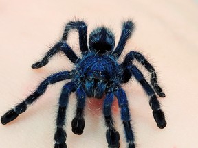 Kirby, an antilles pinktoe tarantula, is the newest addition to the Entomica family. FACEBOOK