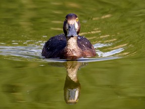 A lone duck glides across a pond. File photo/Postmedia