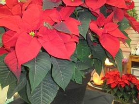 Everyone recognizes the poinsettia. It still outsells all other flowering potted plants during the festive season and reigns supreme as the international Christmas flower. (Ted Meseyton)