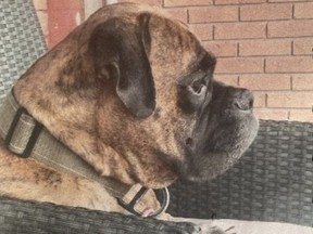 Frazer, a dog that was abducted in Barrie on Nov. 23