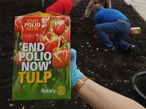 Members of the Rotary Club of Belleville, working with City of Belleville employees, were recently busy planting some 500 End Polio Now Tulips at the Rotary's "Children of Hope" monument located the corner of Station and Pinnacle Streets. SUBMITTED PHOTO
