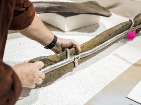 Peter May, President at RCI, displays the metal bars that have been custom made and attached to a fossil in order to provide support. Tuesday inside the Research Casting International facility in Trenton, Ontario. ALEX FILIPE