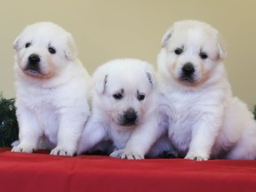 The Ontario SPCA and Humane Society's iAdopt for the Holidays campaign has begun. 
OSPCA photo/The Recorder and Times