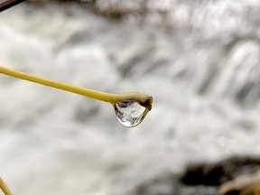 REVERSED FALLS
A section of Ferguson Falls in Brockville is inverted through refraction in a drop of water hanging off a leaf stem Wednesday afternoon. Environment Canada was calling for snow or rain on Friday, followed by sun, cloud and cold on the weekend. (RONALD ZAJAC/The Recorder and Times)