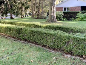 A boxwood hedge on a shade residential property in Southwestern Ontario. John DeGroot