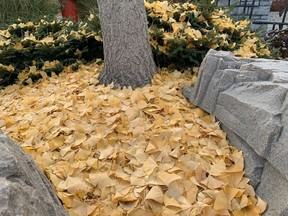 The science behind why trees drop their leaves, and when they do that, can be complicated, says gardening expert John DeGroot. Shown is the base of a gingko tree, which dropped almost all of its leaves in a single day. John DeGroot photo