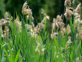 Phragmites have become an invasive plant in Ontario, notes gardening expert John Degroot, possibly because of warmer temperatures. He has a number of suggestions that homeowners and backyard gardeners can do to help climate change. File photo/Postmedia