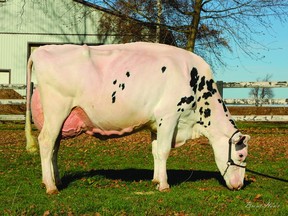 Calbrett Kingboy Miranda P is the first polled cow to win this worldwide competition that has been taking place since 2005