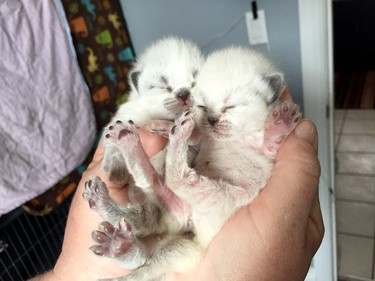 These young kittens that recently arrived at Pet and Wildlife Rescue require 24/7 care at that stage, including bottle-feeding, because they don't have a mother. The local shelter launched a six-week virtual fundraising campaign on Monday.