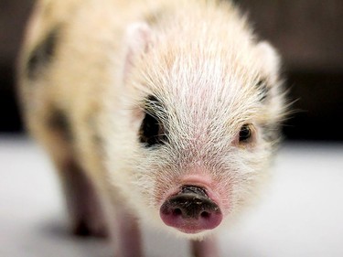 This little pot-bellied pic is just one of the unique animals that has come through the door at :Pet and Wildlife Rescue.