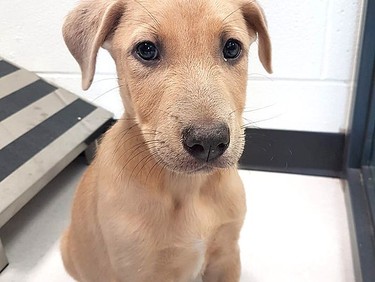 This young lab looks healthy now thanks to the care he received at Pet and Wildlife Rescue. He came through the door with ticks and fleas and was malnourished.