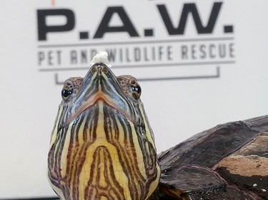 This turtle has received great care by Pet and Wildlife Rescue.