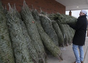 Checking out the Christmas tree selection at Sobeys on Westney Rd., in Ajax, on Saturday, Nov. 20, 2021.