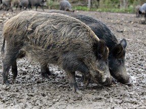 Wild boar feed on black walnuts at Fred de Martines' farm near Sebringville. The meal gives a preferred nutty flavour to the animal's meat. File photo/Derek Ruttan