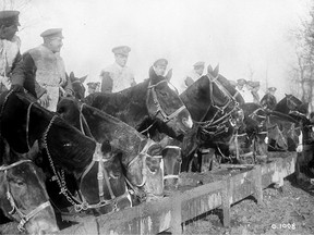 Watering Canadian Artillery horses at the front in the First World War in November 1916. Department of National Defence/Library and Archives Canada.