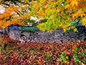 A stone wall borders the long laneway to Lemoine Point Farm.